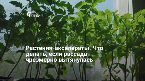 Растения-акселераты. Что делать, если рассада чрезмерно вытянулась