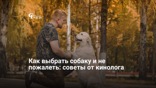 Как выбрать собаку и не пожалеть: советы от кинолога