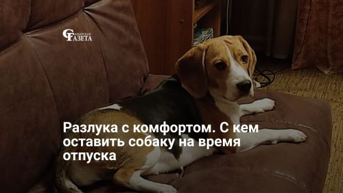 Разлука с комфортом. С кем оставить собаку на время отпуска