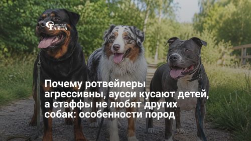 Почему ротвейлеры агрессивны, аусси кусают детей, а стаффы не любят других собак: особенности пород