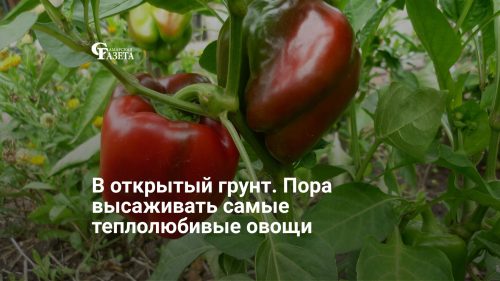 В открытый грунт. Пора высаживать самые теплолюбивые овощи