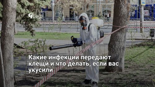 Какие инфекции передают клещи и что делать, если вас укусили