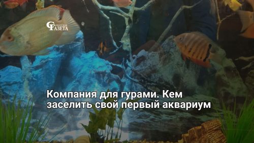 Компания для гурами. Кем заселить свой первый аквариум